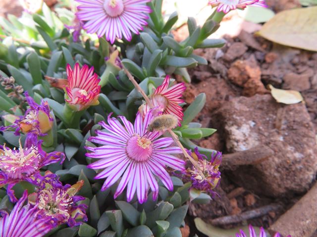 Ruschia lineolata Beesvygie colourful plant for rock gardens that attracts pollinating insects